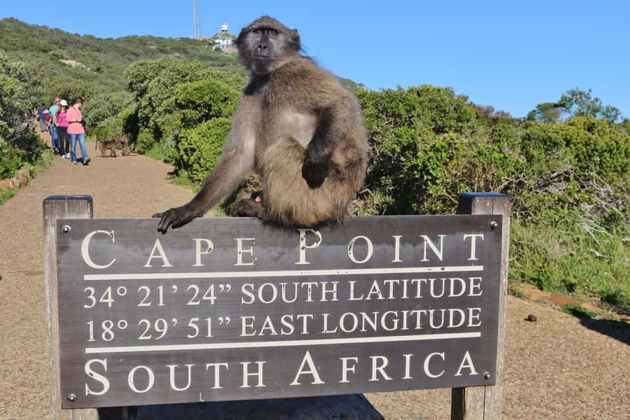 Cape of Good Hope Penguins Seals & Chapmans Peak Shared Tour - What the $45 Cape Peninsula tour really covers