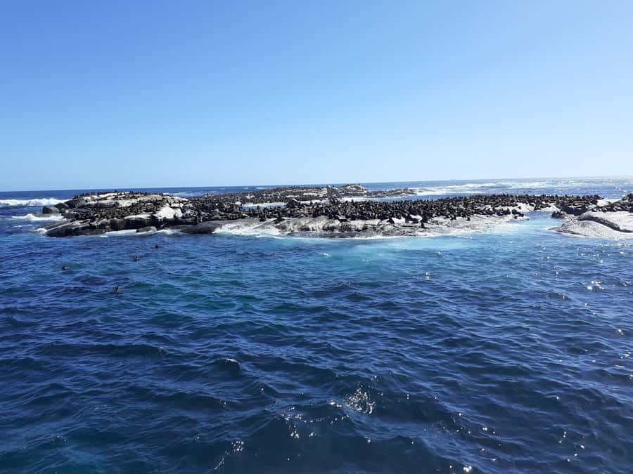 Cape of Good Hope: Sightseeing and African Penguins Tour - Why this Cape Peninsula day works