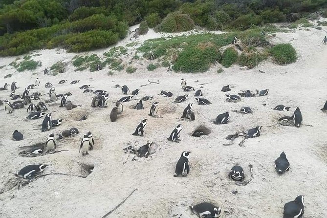 Cape of Goodhope Tour a Full Day Exploring the Cape Peninsula - Boulders Beach and the penguin colony