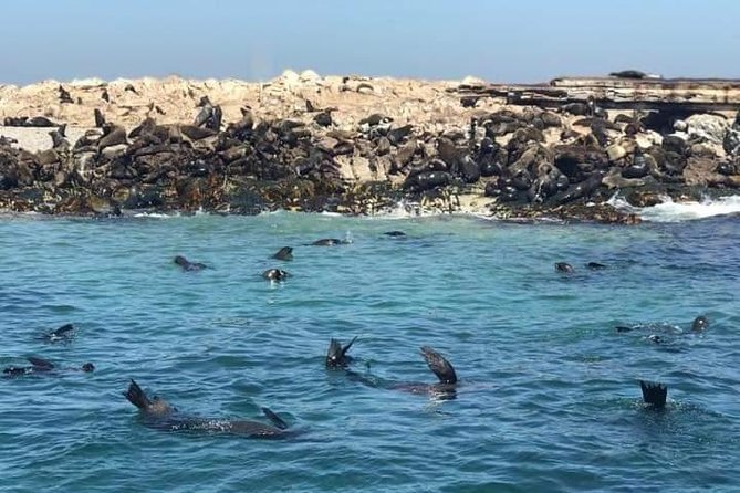 Cape of Goodhope Tour a Full Day Exploring the Cape Peninsula - Cape Point at Africa’s southwestern tip