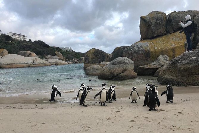 Cape Peninsula Adventure - Guide Mo, vehicle comfort, and the private format