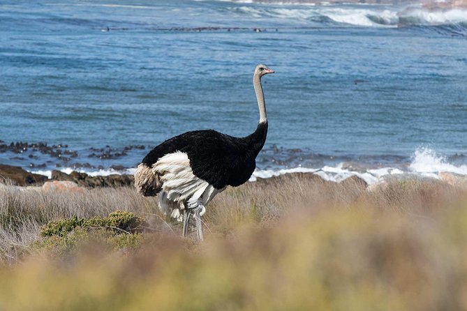 Cape Peninsula and Boulders Full Day Tour with Private Transfer - Chapman’s Peak provides the scenic high point