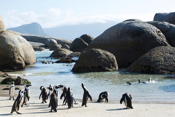 Cape Peninsula and Boulders Full Day Tour with Private Transfer - Who should book this tour