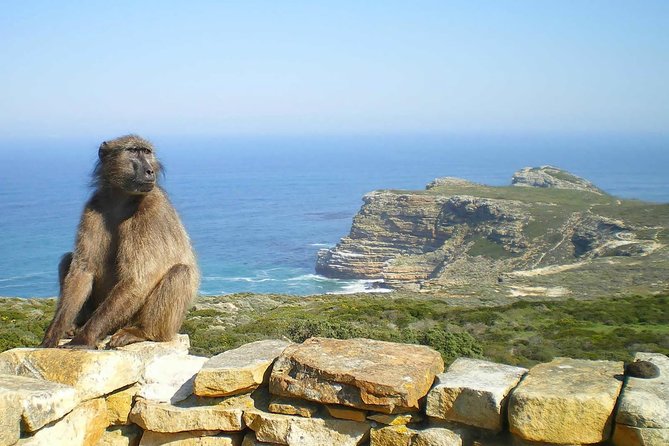 Cape Peninsula and Boulders Full Day Tour with Private Transfer - Cape Point combines views, fynbos, and wildlife