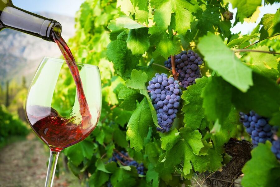 Cape Peninsula and Winelands Private Full-Day Combo Tour - Boys Drive leads into Constantia Valley