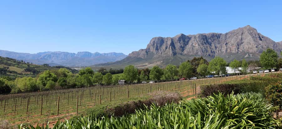 Cape Peninsula and Winelands Private Full-Day Combo Tour - Constantia Glen adds wine and food