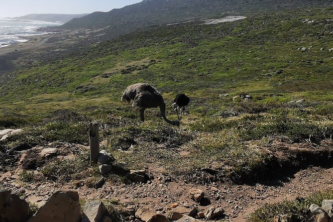 Cape Peninsula Cape of Good Hope and Penguins Tour in Cape Town - Why this Cape Peninsula day works well