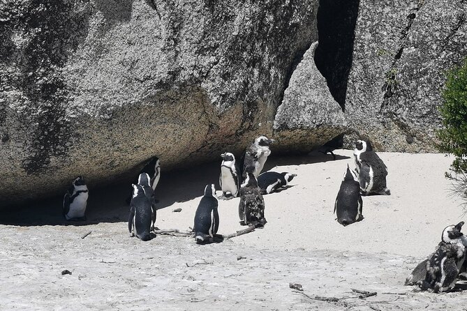 Cape Peninsula Cape of Good Hope and Penguins Tour in Cape Town - From Cape Town to Camps Bay and the Twelve Apostles