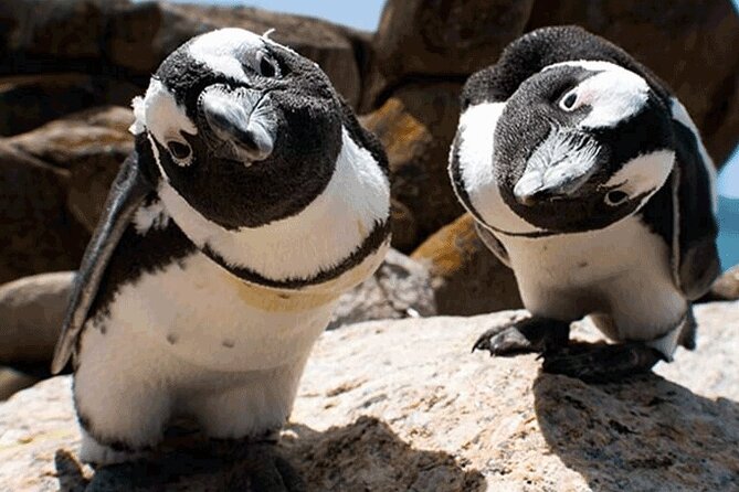Cape Peninsula Cape of Good Hope and Penguins Tour in Cape Town - What the $134 price really buys you