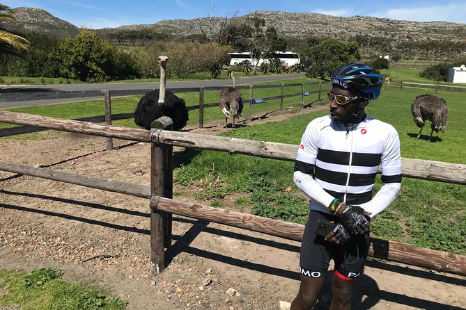 Cape Peninsula Cycle Tour - Boulders Beach and the penguin colony