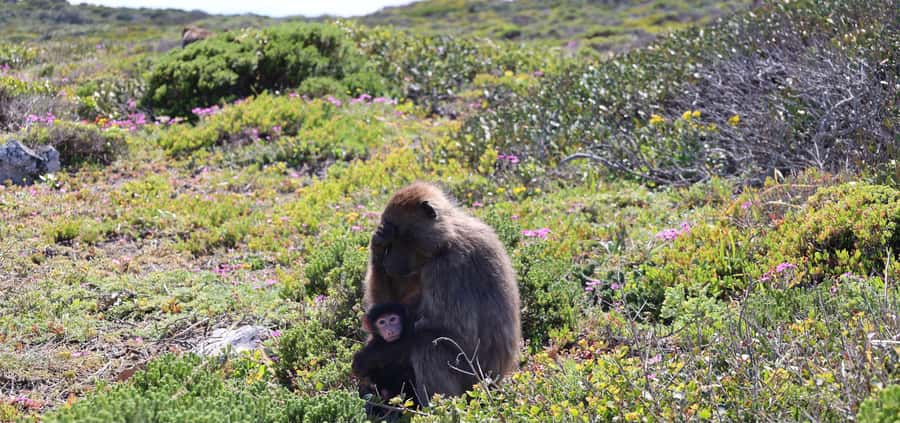 Cape Peninsula & Penguins Beach Half Day Tour from Cape Town - Cape of Good Hope Nature Reserve and Cape Point