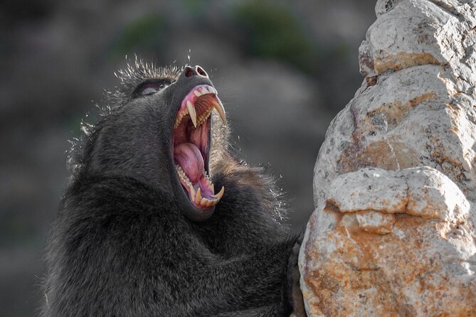 Cape Peninsula & Penguins Private Day Tour, Entrances Included. - Chapman’s Peak Drive Delivers the Big Road Moment