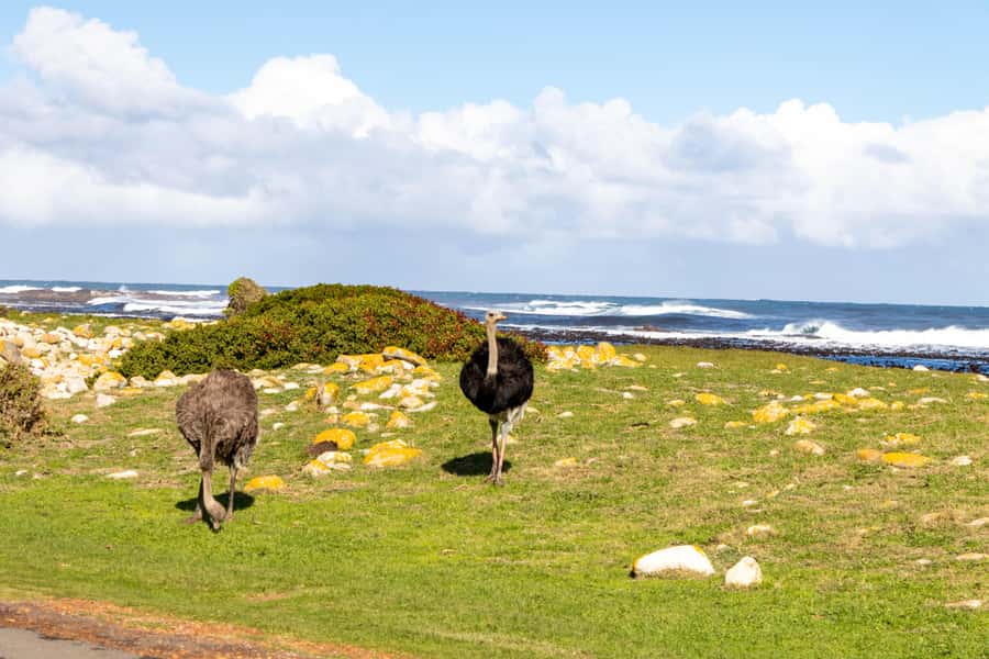 Cape Peninsula: Private Full Day Tour - Lunch at Seaforth or Harbour House