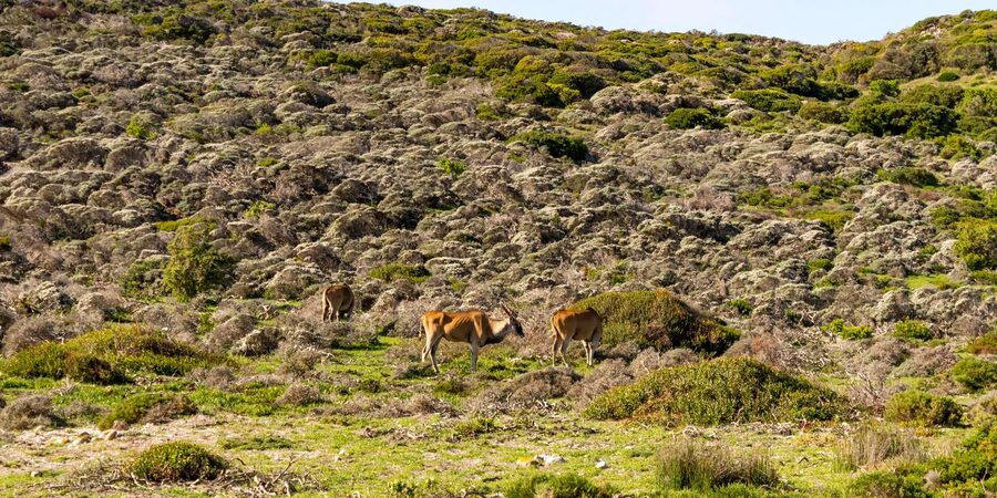 Cape Peninsula: Private Half Day Tour - A private group makes the five-hour plan more workable