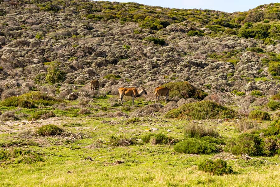 Cape Peninsula: Private Half Day Tour - Guides and languages are a real part of the value