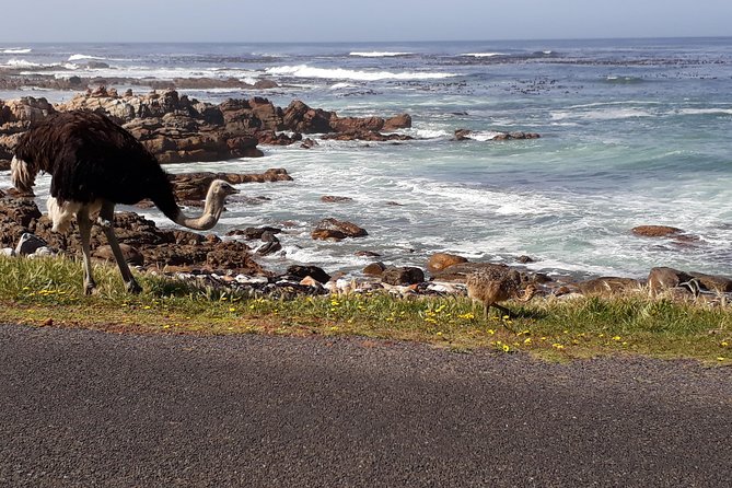 Cape Peninsula Private Tour - A quick look at the Cape Point Ostrich Farm