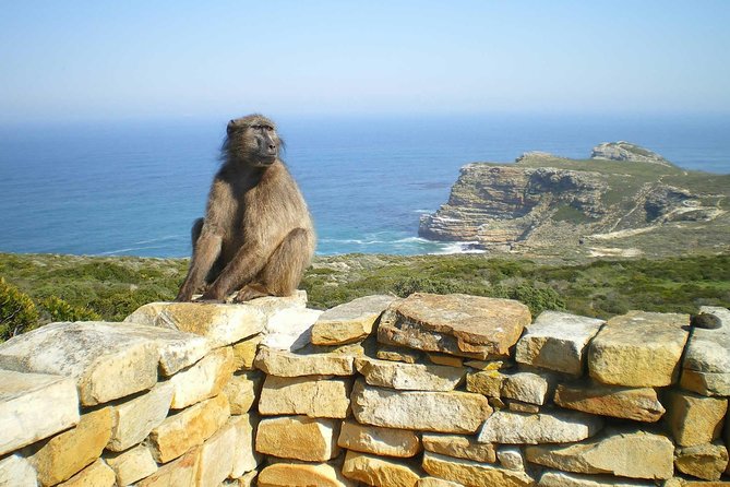 Cape Peninsula Private Tour - Boulders Beach and more than 2,200 African penguins