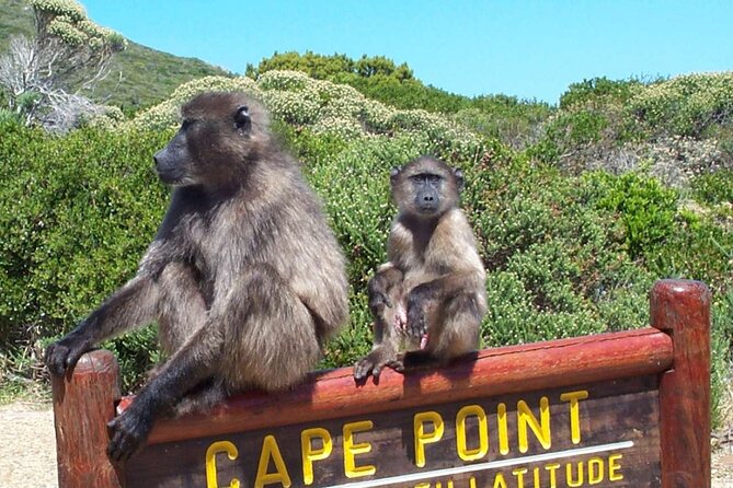Cape Peninsula Private Tour In Cape Town South Africa - Chapman’s Peak Drive and Hout Bay
