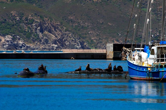 Cape Peninsula Private Tour Include Park Fees - The Cape of Good Hope and Cape Point Nature Reserve