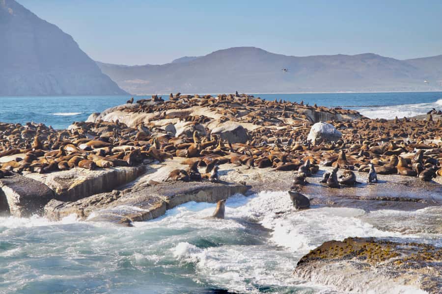 Cape Peninsula Shared Half-Day Tour - Who should choose the half-day format?