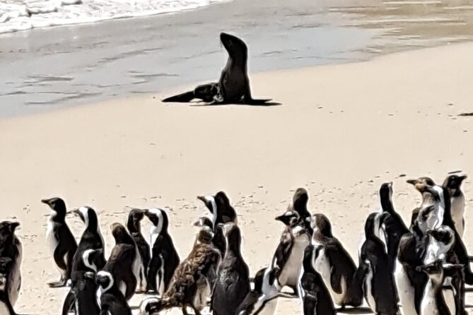 Cape Peninsula Tour Cape Town City - Hout Bay and the 45-minute seal cruise