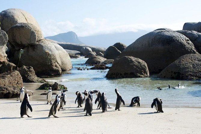 Cape Peninsula Tours - Is $80.46 a fair price?