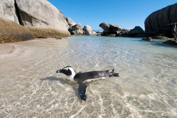 Cape Peninsula Tours - Three hours at Cape Point