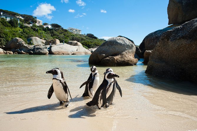 Cape Point and Boulder's Penguins Full Day Tour - The old lighthouse gives you the best wide view
