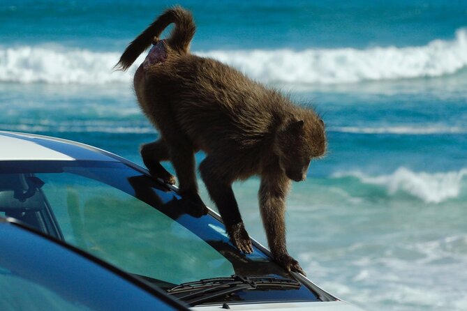 Cape Point and Boulder's Penguins Full Day Tour - Lunch is simple and separate