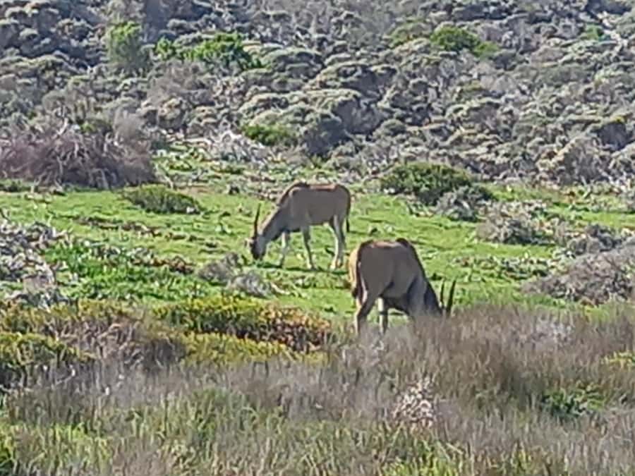 cape point and penguin ,muizenberg, bookapp - A full Cape Peninsula loop from your hotel