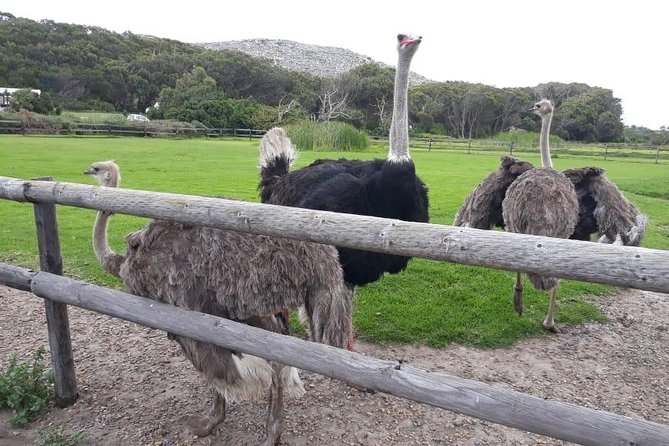Cape Point, Boulder's Beach in Private Car Entrance Fees Included - Boulders Beach closes the day with penguins