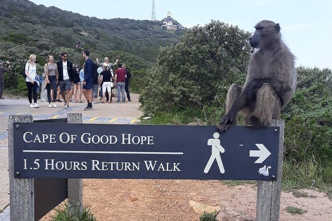 Cape Point, Boulder's Beach in Private Car Entrance Fees Included - What your private vehicle changes