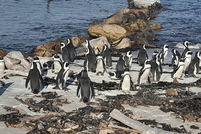 Cape Point Cape Of Good Hope And Penguins Private Tour - Cape of Good Hope, with the entrance fee in mind