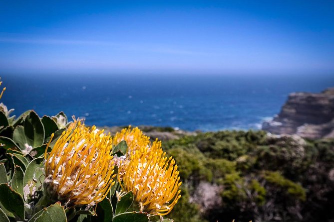 Cape Point Explore with Boulder's Penguins Small Group Day Tour - Cape Point Nature Reserve brings wildlife and open space