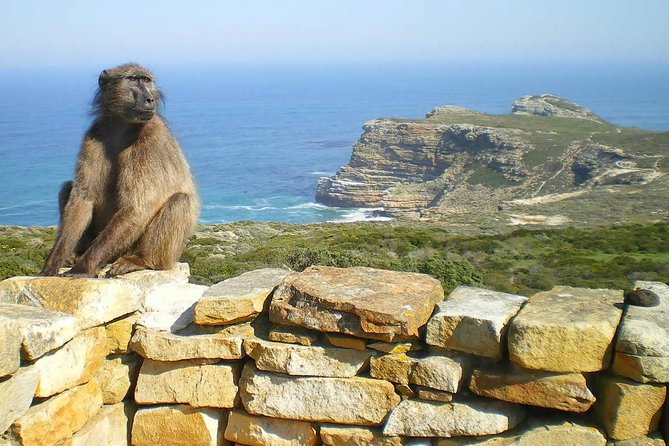 Cape Point Explore with Boulder's Penguins Small Group Day Tour - The Cape of Good Hope deserves its own hour