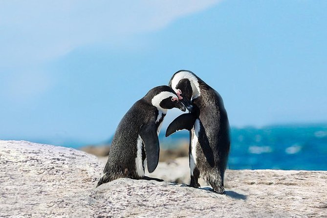 Cape Point Explore with Boulder's Penguins Small Group Day Tour - Hout Bay gives you a gentle start