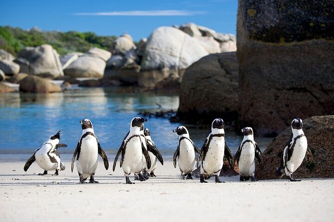 Cape Point Full Day Tour - Cape of Good Hope, protected nature at the peninsula’s end