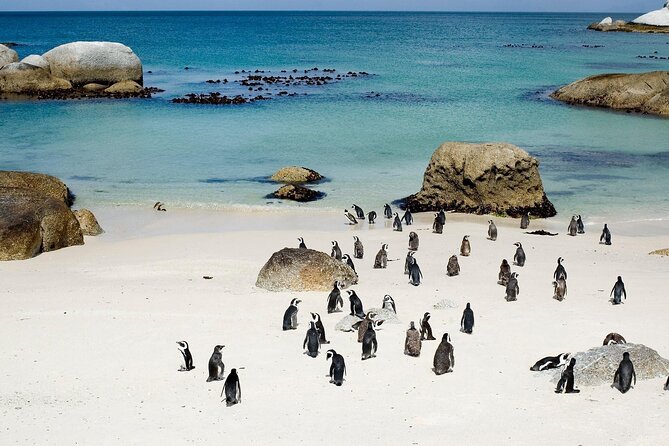 Cape Point Full Day Tour - What the private vehicle adds