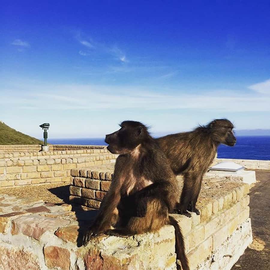 Cape Point Full-Day Tour From Cape Town - Key points to know before booking