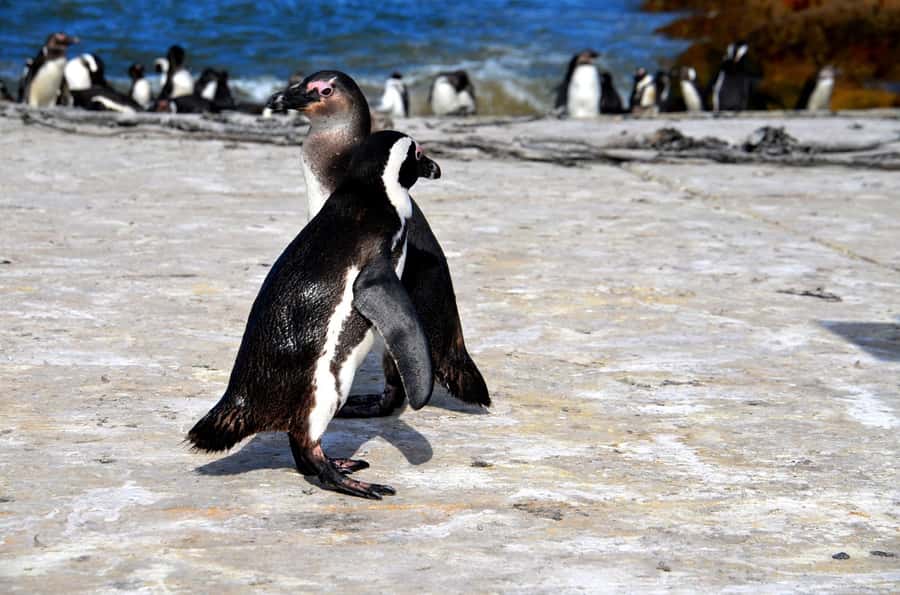 Cape Point Full-Day Tour From Cape Town - Cape Point inside Table Mountain National Park