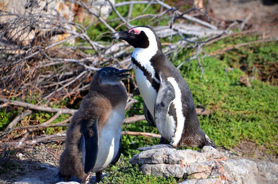 Cape Point Full-Day Tour From Cape Town - Is $113 good value?