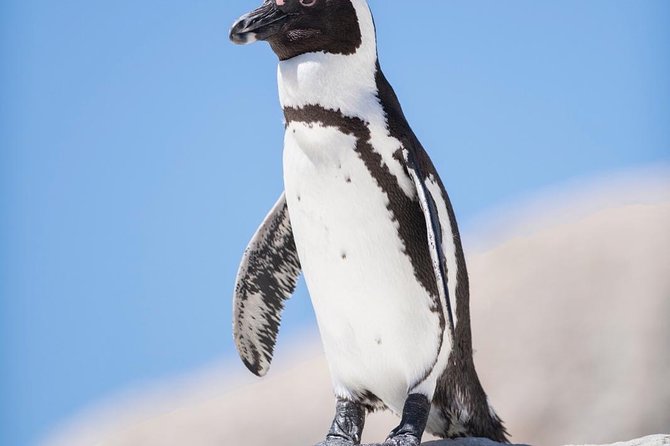 Cape Point Penguin Tour - Hout Bay brings the optional seal stop