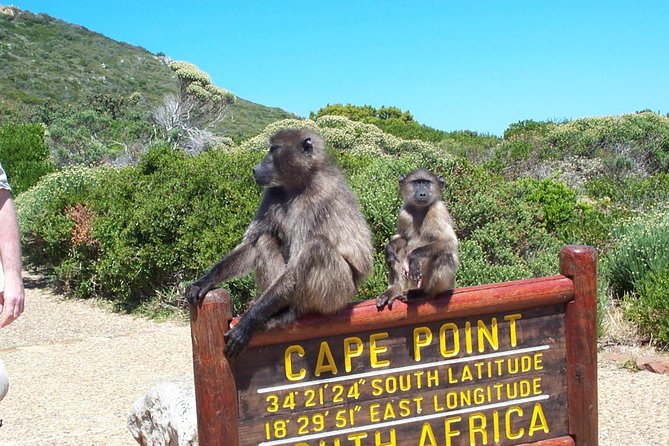 Cape Point & Penguins full day tour - Hout Bay Harbour and the optional seal trip