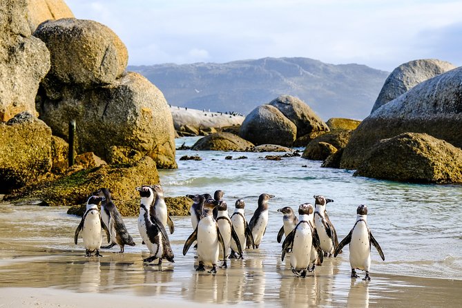 Cape Point Private Nature Tour & Hike - Why this private Cape Peninsula day works well