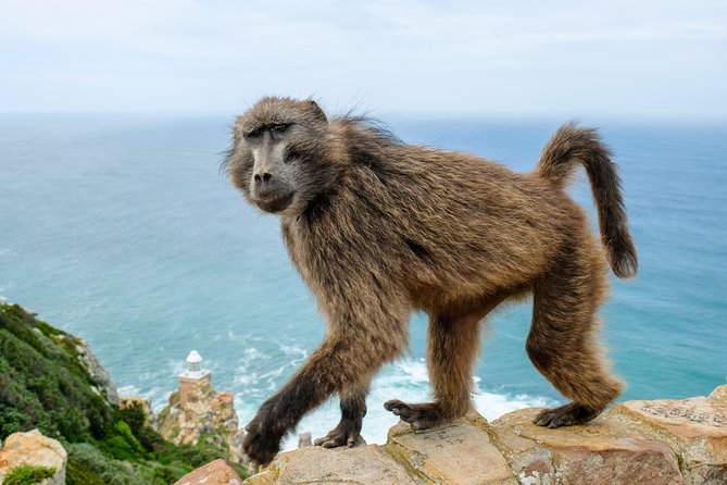 Cape Point Private Nature Tour & Hike - Why the local guide makes a difference