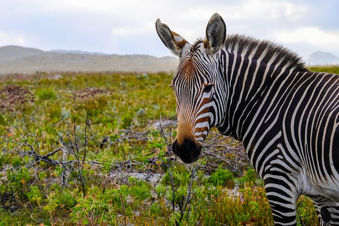 Cape Point Private Nature Tour & Hike - Price, park fees, and what you receive