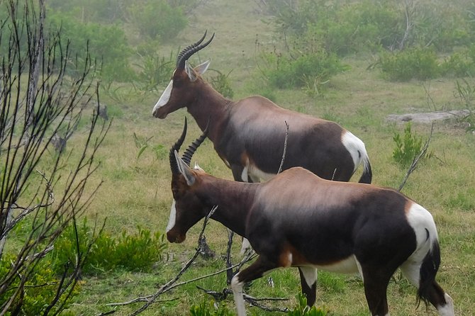 Cape Point Private Nature Tour & Hike - Timing, fitness, and practical planning