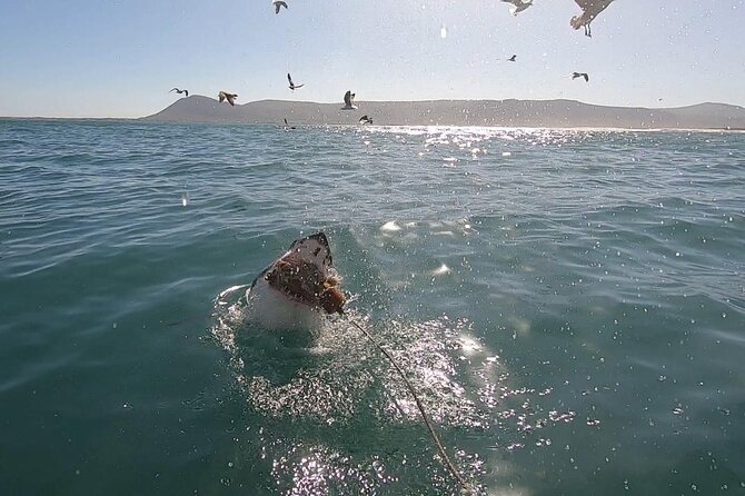 Cape Shark Diving Adventures - Key points to know before booking
