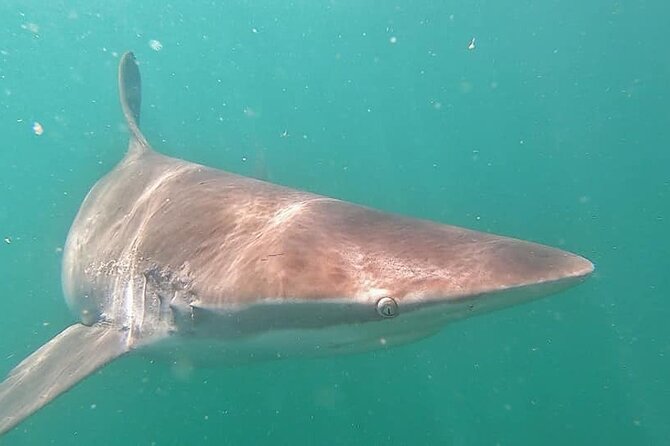 Cape Shark Diving Adventures - Gansbaai turns a long drive into a full ocean day
