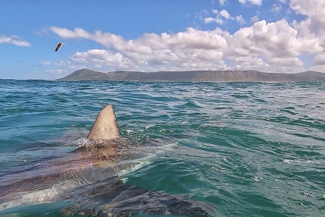 Cape Shark Diving Adventures - Bronze whalers, copper sharks, and other possible sightings